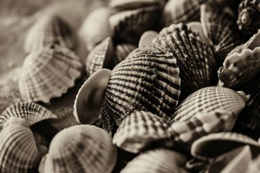 Yığınla deniz kabuğunun tonlanmış görüntüsü. Bir sürü deniz kabuğu üst üste yığılmış. Yakın plan.