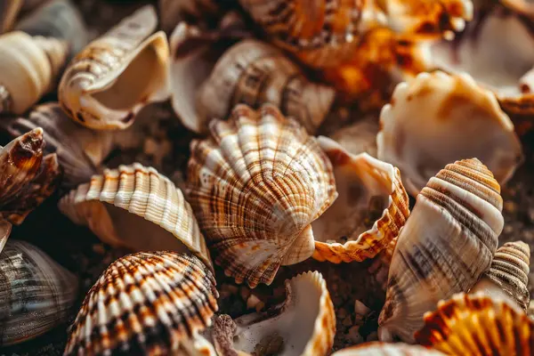 Yığınla deniz kabuğunun tonlanmış görüntüsü. Bir sürü deniz kabuğu üst üste yığılmış. Yakın plan.