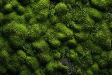 Yosunlu orman yüzey dokusunun işlenmiş kolajı. Pankart, arkaplan veya 3B haritalama için doku