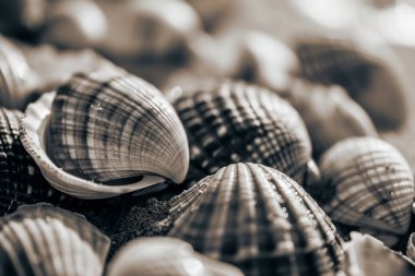 Yığınla deniz kabuğunun tonlanmış görüntüsü. Bir sürü deniz kabuğu üst üste yığılmış. Yakın plan.