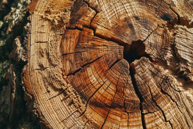 Ağaç halkasının işlenmiş görüntüsü eski yıpranmış ahşap doku ile kesilmiş kütüğün kesiti yakın çekim