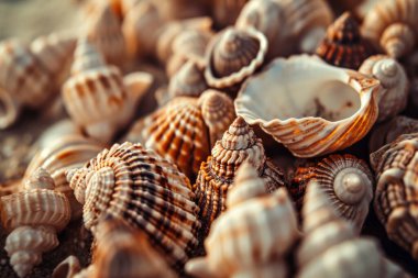 Yığınla deniz kabuğunun tonlanmış görüntüsü. Bir sürü deniz kabuğu üst üste yığılmış. Yakın plan.