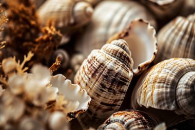 Yığınla deniz kabuğunun tonlanmış görüntüsü. Bir sürü deniz kabuğu üst üste yığılmış. Yakın plan.