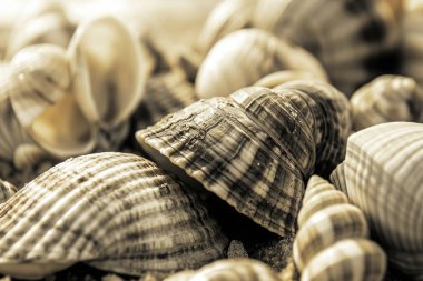 Yığınla deniz kabuğunun tonlanmış görüntüsü. Bir sürü deniz kabuğu üst üste yığılmış. Yakın plan.