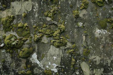 Eski, kumlu, beton yosunlu duvarın fotoğrafı. Arkaplan veya haritalama için arkaplan dokusu