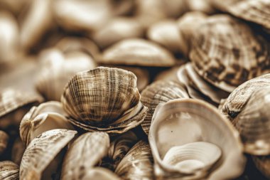 Yığınla deniz kabuğunun tonlanmış görüntüsü. Bir sürü deniz kabuğu üst üste yığılmış. Yakın plan.