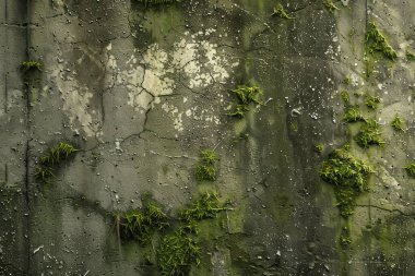 Eski, kumlu, beton yosunlu duvarın fotoğrafı. Arkaplan veya haritalama için arkaplan dokusu