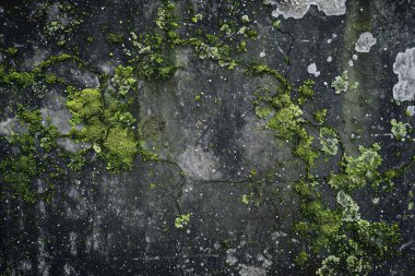 Eski, kumlu, beton yosunlu duvarın fotoğrafı. Arkaplan veya haritalama için arkaplan dokusu