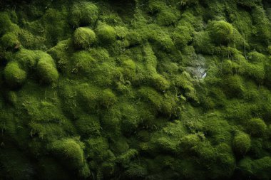 Yosunlu orman yüzey dokusunun işlenmiş kolajı. Pankart, arkaplan veya 3B haritalama için doku