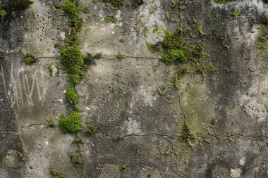 Eski, kumlu, beton yosunlu duvarın fotoğrafı. Arkaplan veya haritalama için arkaplan dokusu
