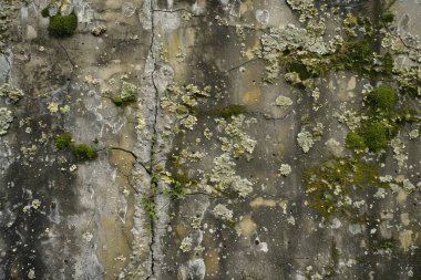 Eski, kumlu, beton yosunlu duvarın fotoğrafı. Arkaplan veya haritalama için arkaplan dokusu