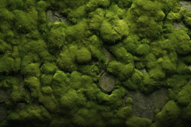Yosunlu orman yüzey dokusunun işlenmiş kolajı. Pankart, arkaplan veya 3B haritalama için doku