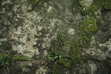 Eski, kumlu, beton yosunlu duvarın fotoğrafı. Arkaplan veya haritalama için arkaplan dokusu