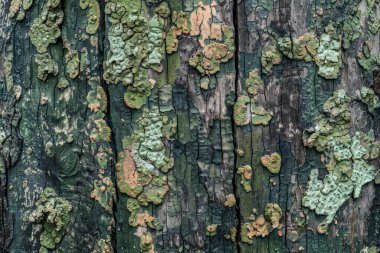 Eski çürük ahşap çitlerin ya da duvar desenlerinin fotoğrafı. Arkaplan veya haritalama için arkaplan dokusu
