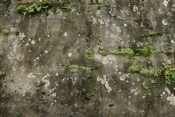 Eski, kumlu, beton yosunlu duvarın fotoğrafı. Arkaplan veya haritalama için arkaplan dokusu
