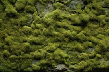 Yosunlu orman yüzey dokusunun işlenmiş kolajı. Pankart, arkaplan veya 3B haritalama için doku
