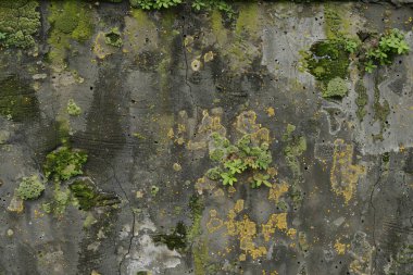 Eski, kumlu, beton yosunlu duvarın fotoğrafı. Arkaplan veya haritalama için arkaplan dokusu