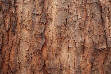 Ağaç kabuğu gövdesi dokusunun işlenmiş kolajı. Pankart, arkaplan veya 3B haritalama için doku
