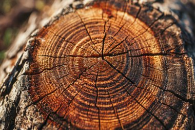 Ağaç halkasının işlenmiş görüntüsü eski yıpranmış ahşap doku ile kesilmiş kütüğün kesiti yakın çekim