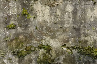 Eski, kumlu, beton yosunlu duvarın fotoğrafı. Arkaplan veya haritalama için arkaplan dokusu
