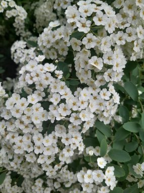 Gelinlik çelengi demetleri, sarı merkezli küçük beyaz çiçek demetleri, yeşil yapraklı çalıların üzerinde gün ışığında yakalandı.