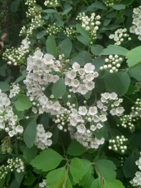 Gelinlik çelengi demetleri, sarı merkezli küçük beyaz çiçek demetleri, yeşil yapraklı çalıların üzerinde gün ışığında yakalandı.