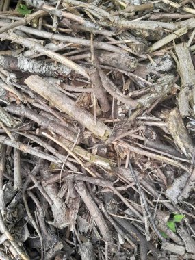 Birçok dökülen yaprak, sonbahar parkı, ormanda yere düşen kuru yapraklardan bir halı.