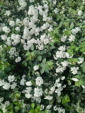 Gelinlik çelengi demetleri, sarı merkezli küçük beyaz çiçek demetleri, yeşil yapraklı çalıların üzerinde gün ışığında yakalandı.