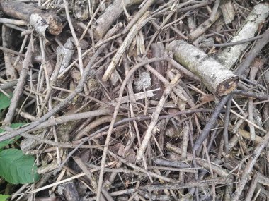 Birçok dökülen yaprak, sonbahar parkı, ormanda yere düşen kuru yapraklardan bir halı.