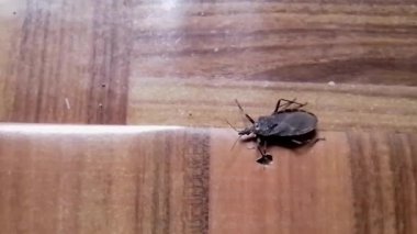 Öpüşen Böcek Tahta Yüzey Böceği Makro Vahşi Yaşam 'a Yaklaş