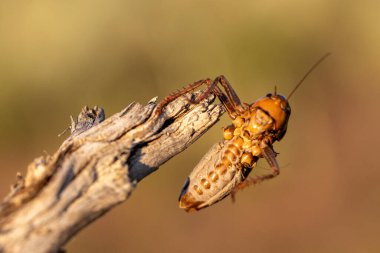 Kendi türü tarafından çiğnenmiş erkek bir mormon cırcırböceğinin alt kısımları.