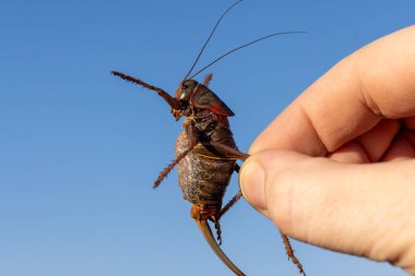 Ölçek için Mormon kriket insan eli. Gökyüzüne karşı makro görünümü kapat.