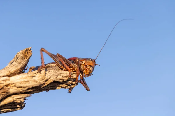 Underside View Cricket Perched Piece Wood One Short Antenna One — Stock Photo, Image