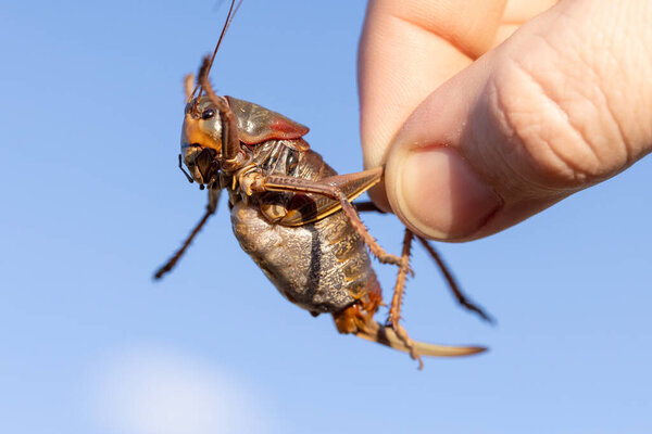 Мормонский сверчок держит человеческую руку за весы. Невредимый большой вредитель, мигрирующий по пустыне