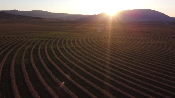 Gün Batımında Samanlıkta Güneşe Doğru Son Derece Kızgın Bir Dron — Stok video