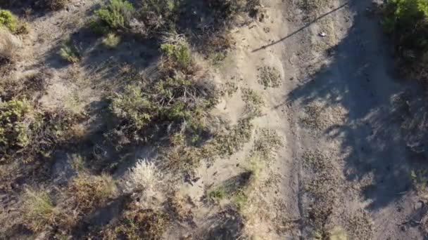Lot Dronem Nad Pełzającymi Świerszczami Mormońskimi Między Pędzlami — Wideo stockowe