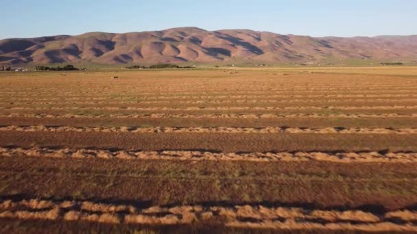 Vuelo Drones Sobre Desierto Filas Hierba Cortada Fardos Pajar — Vídeo de stock