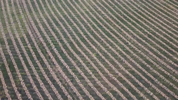 Inclinación Extremadamente Lenta Sobre Hileras Heno Tierras Cultivo Desierto Vuelo — Vídeo de stock