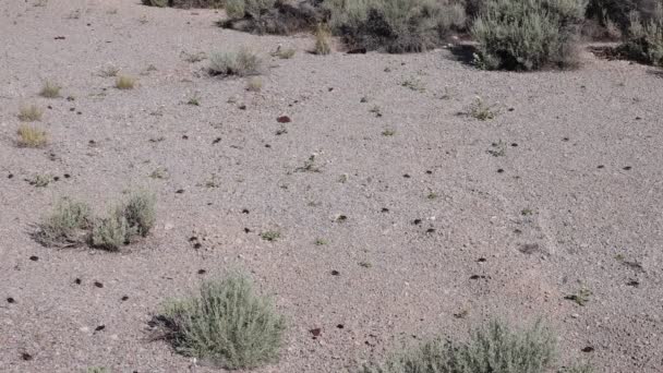 Massa Mormoon Cricket Migratie Door Nevada Woestijn — Stockvideo