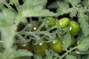 Olgunlaşmış aile yadigarı domatesler asmanın tepesinde polenle kaplı.