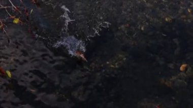 Ördek suyun üstünde koşar sonra lezzetli bir balık bulmak için suyun altına dalardı..