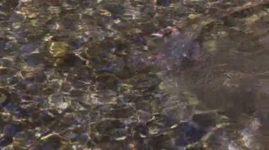 Merganser ördeği çok büyük bir balıkla güreşir ve sonunda suyun üstüne çıkmasına izin verir.