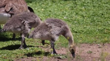 Yumuşak tüylü ördek yavrusu beceriksizce yerden otları çekiyor..