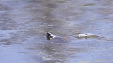 Kırmızı kulaklı sürgülü kaplumbağa, kız böcekleri kafasının üstüne inerken gölette yüzüyor.