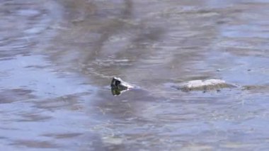 Çimenli bir gölde yüzen kaplumbağa dalgalarla hareket ediyor.