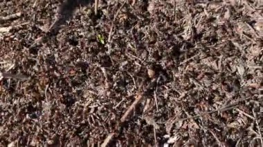 Karıncalar güneşli bir günde karınca yuvalarında sürünerek, organize aktivitelerini sergilerler..