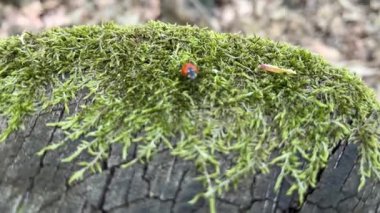 Bir uğur böceği yeşil çimenlerde sürünür ve güneşli bir günde bir kütük