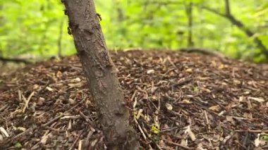 Ormandaki karıncalar. Yaz