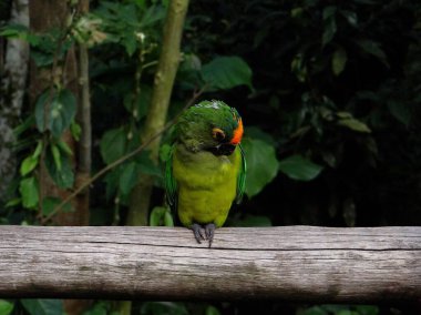 Kuş parkta papağan