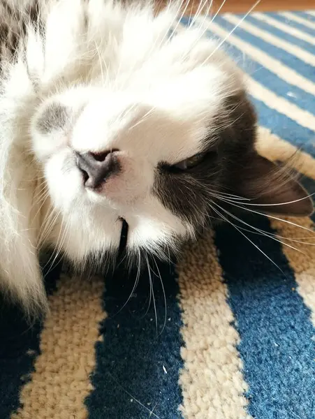 Halıda uyuyan bir kedinin yakın plan fotoğrafı.